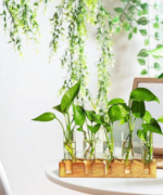 vases, plants - Image 2