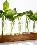 vases, plants - Image 3