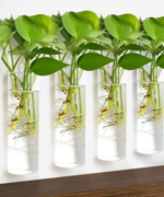 Vases & Plants - Image 3